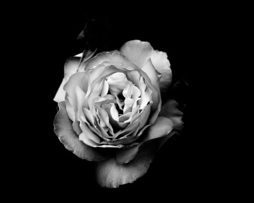 Weiße Rose auf schwarzem Hintergrund, Symbol für Risiken und Kosten der Geldanlage